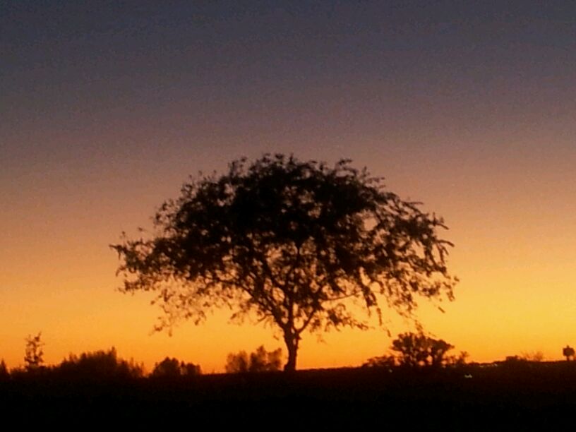 Tree in Texas by Ted Jec